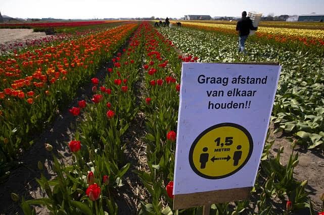 图片：荷兰著名的郁金香田上插着保持社交距离的警告牌。