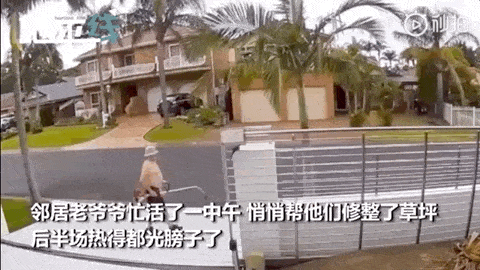 只因一件小事，澳洲邻居悄悄给华人家庭割草、送菜、送花（视频/组图） - 9