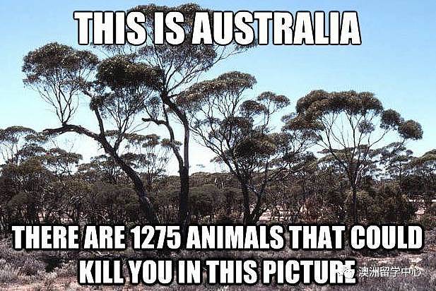 为什么说澳大利亚是最奇怪的国家？看完这些你就明白了（组图） - 6