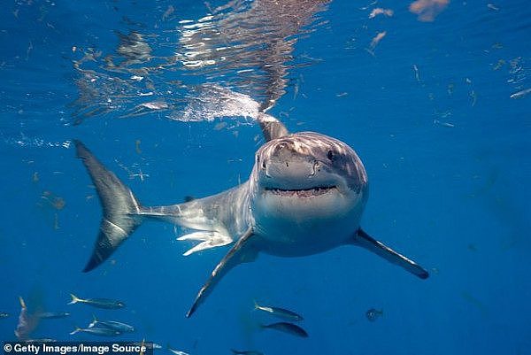 26873724-8192367-A_swimmer_was_mauled_by_a_monster_shark_off_the_Great_Barrier_Re-a-4_1586190586337.jpg,0