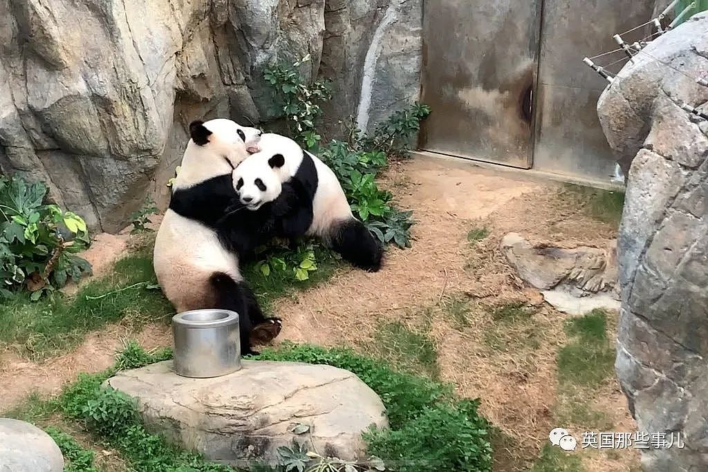疫情闭馆后 动物情绪也变了 熊猫终于开始啪啪啪了（组图） - 2