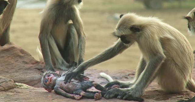 印度猴群离奇死亡，尸体肺部肿胀有高烧症状，专家紧急验尸查新冠