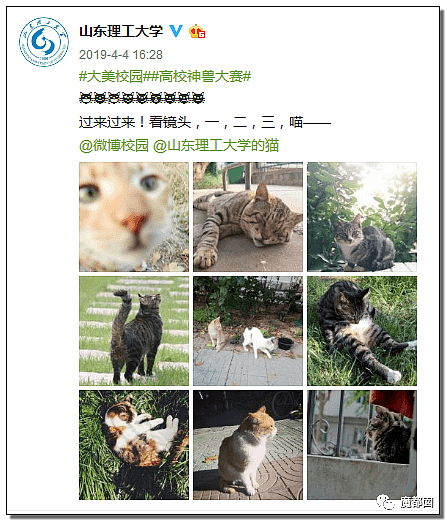 山东理工大学生疯狂虐猫致死事件始末 太残忍! (组图) - 43