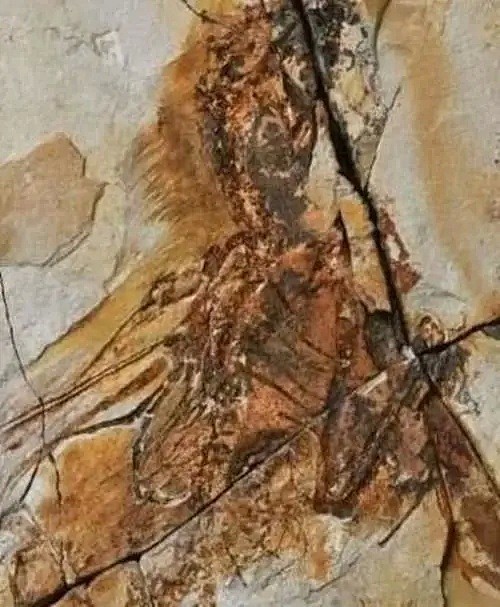 蝙蝠的祖先是谁？考古发现1.25亿年前的化石，结果让人不寒而栗（组图） - 4