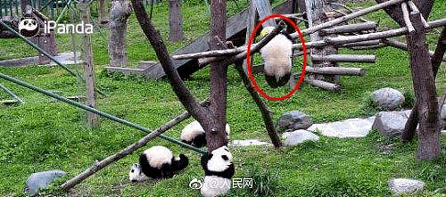 痛心，大熊猫宝宝凌晨绳索缠颈意外身亡！警惕，小朋友的这种衣服也很危险（视频/组图） - 2