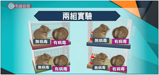 香港大学做了三个新冠病毒重磅实验，信息量很大（组图） - 6