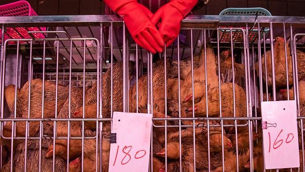 Chickens at a Hong Kong food market