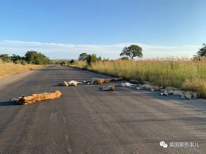 8只狮子躺在马路上睡大觉！人类被圈养，有些动物撒得更欢了（组图） - 1