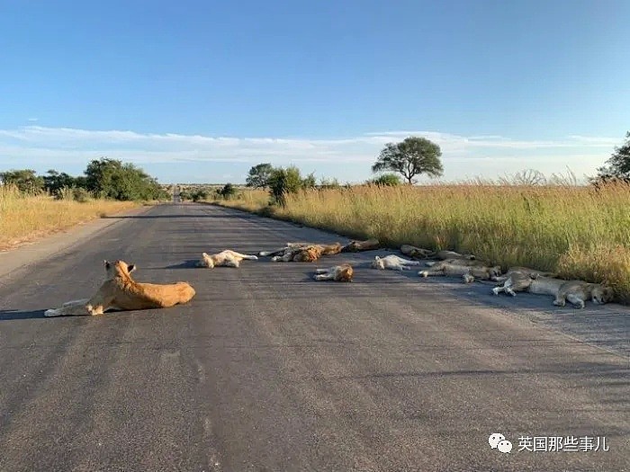 8只狮子躺在马路上睡大觉！人类被圈养，有些动物撒得更欢了（组图） - 5