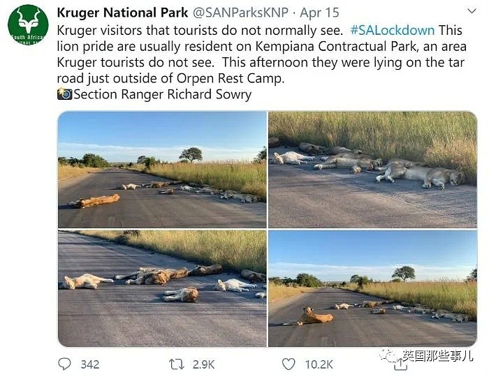 8只狮子躺在马路上睡大觉！人类被圈养，有些动物撒得更欢了（组图） - 3
