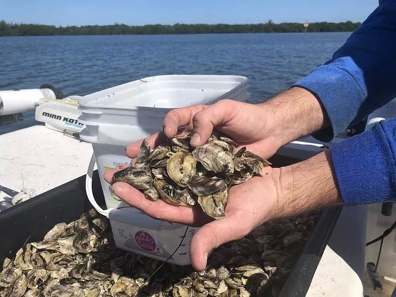 澳洲龙虾，千吨生蚝滞销！海鲜泛滥升级，急需吃货支援，附澳洲实用钓鱼抓海鲜攻略（组图） - 7