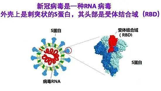 又颠覆你的认知，体内抗体浓度越高，新冠肺炎的病情反而越严重（组图） - 2