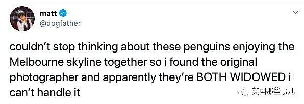 墨尔本两只小蓝企鹅互相依偎看夜景照走红…没想到背后故事居然如此暖！（组图） - 3