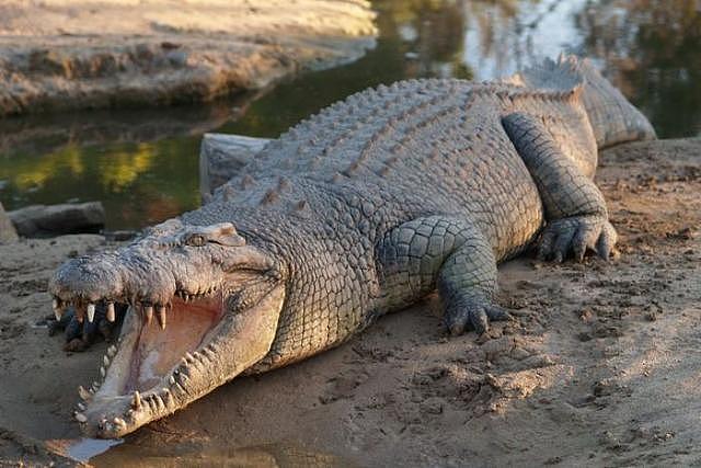 澳洲夫妻养3千头鳄鱼却无钱喂食，无奈筹款：它们一饿就自相残杀