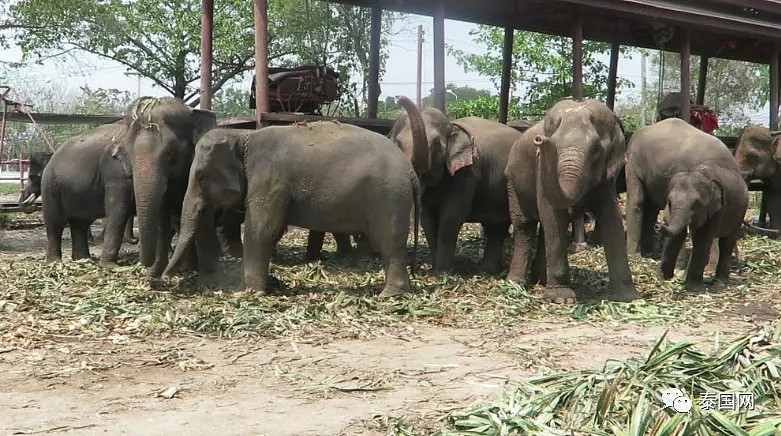 【宠物】“中国游客不来，泰国上千头大象要饿死了！”键盘之下，还有多少理智与良知（组图） - 4