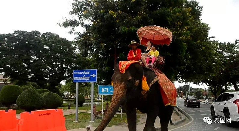 【宠物】“中国游客不来，泰国上千头大象要饿死了！”键盘之下，还有多少理智与良知（组图） - 5