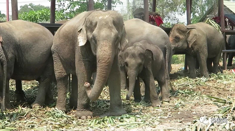 【宠物】“中国游客不来，泰国上千头大象要饿死了！”键盘之下，还有多少理智与良知（组图） - 8