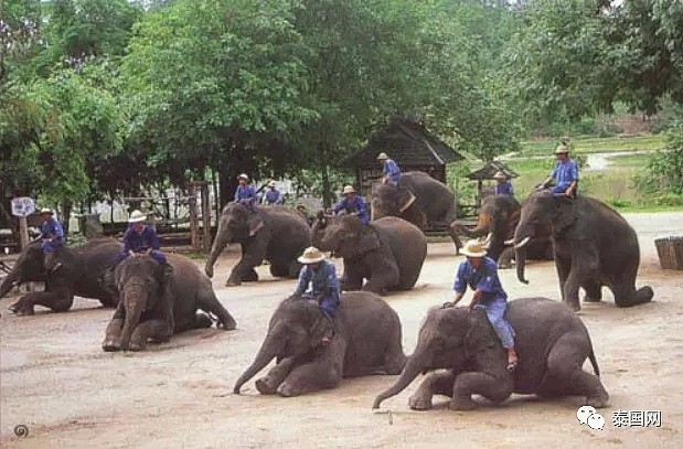 【宠物】“中国游客不来，泰国上千头大象要饿死了！”键盘之下，还有多少理智与良知（组图） - 9