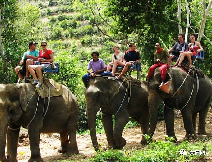 【宠物】“中国游客不来，泰国上千头大象要饿死了！”键盘之下，还有多少理智与良知（组图） - 14
