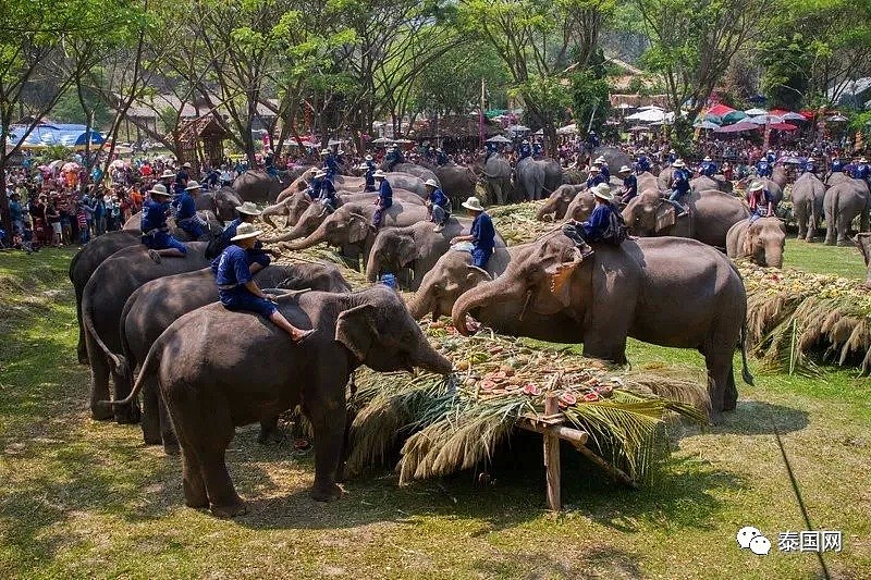 【宠物】“中国游客不来，泰国上千头大象要饿死了！”键盘之下，还有多少理智与良知（组图） - 19