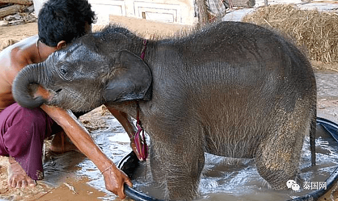 【宠物】“中国游客不来，泰国上千头大象要饿死了！”键盘之下，还有多少理智与良知（组图） - 21