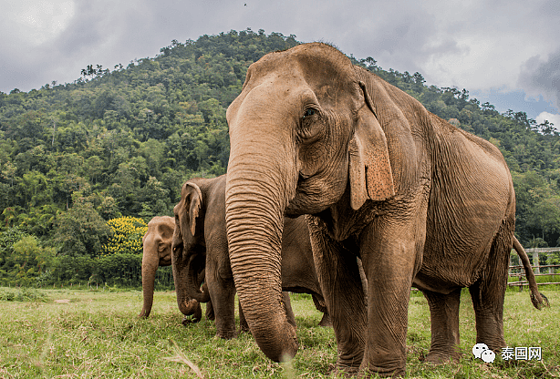 【宠物】“中国游客不来，泰国上千头大象要饿死了！”键盘之下，还有多少理智与良知（组图） - 23