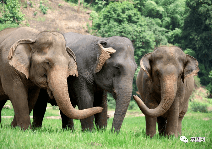 【宠物】“中国游客不来，泰国上千头大象要饿死了！”键盘之下，还有多少理智与良知（组图） - 24