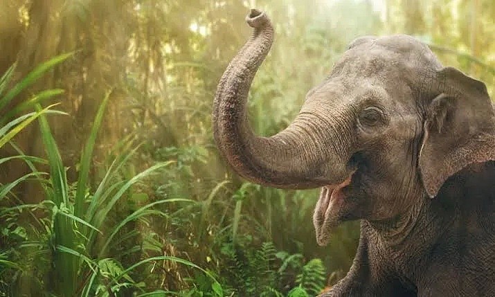 【宠物】“中国游客不来，泰国上千头大象要饿死了！”键盘之下，还有多少理智与良知（组图） - 25