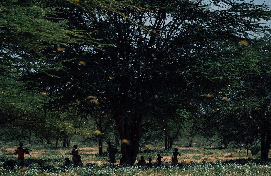 2月，蝗虫在肯尼亚马萨比特县的一个小镇拉伊萨米肆虐，人们在树下寻找庇护。