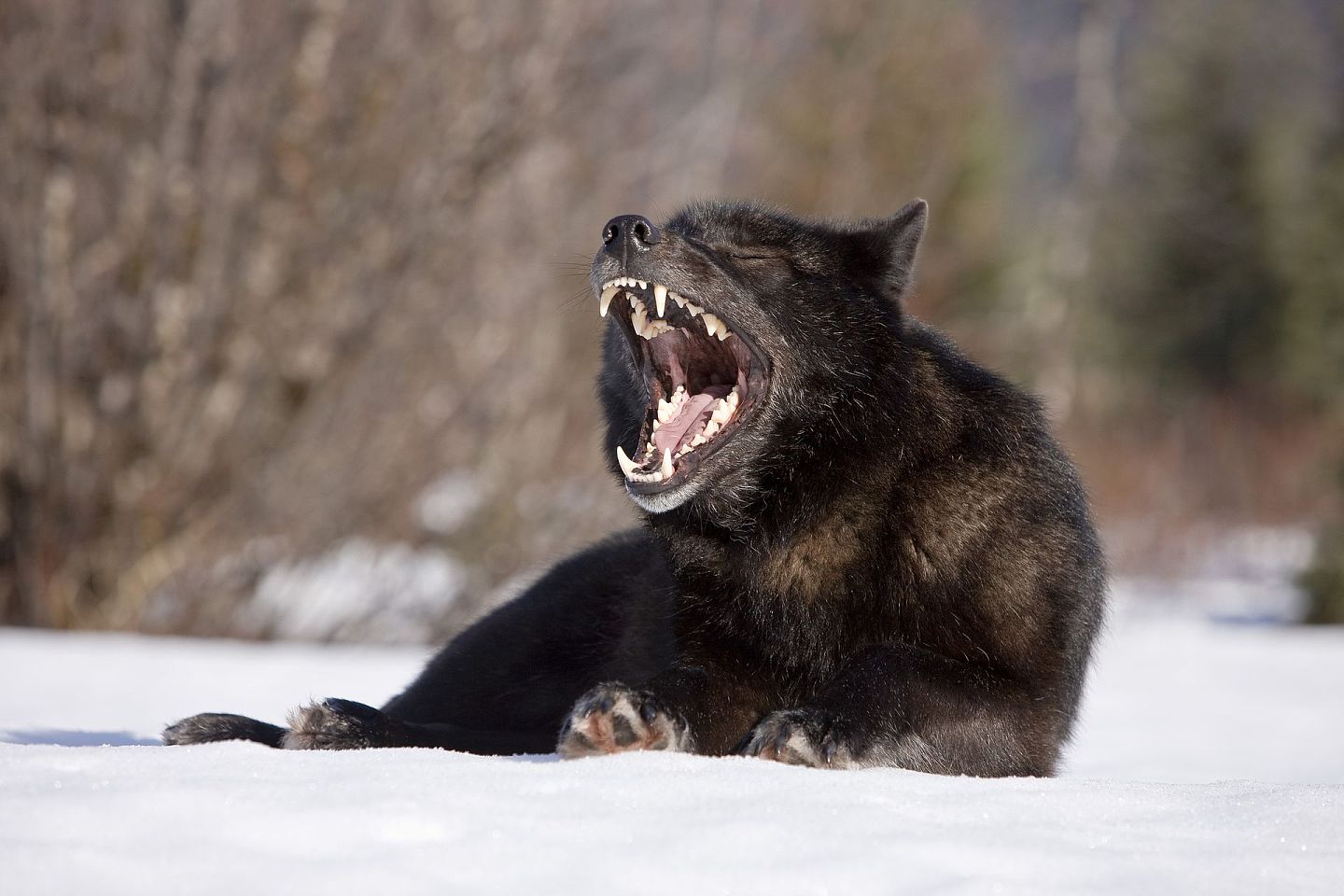 中国“战狼”式外交的讨论再度升温。图为野生动物摄影师John Hyde用六年追拍一匹黑狼。（V