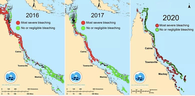 史无前例！澳洲珊瑚大面积白化，上万贻贝死在海滩，这场灾难，最终买单的是人类自己 - 2