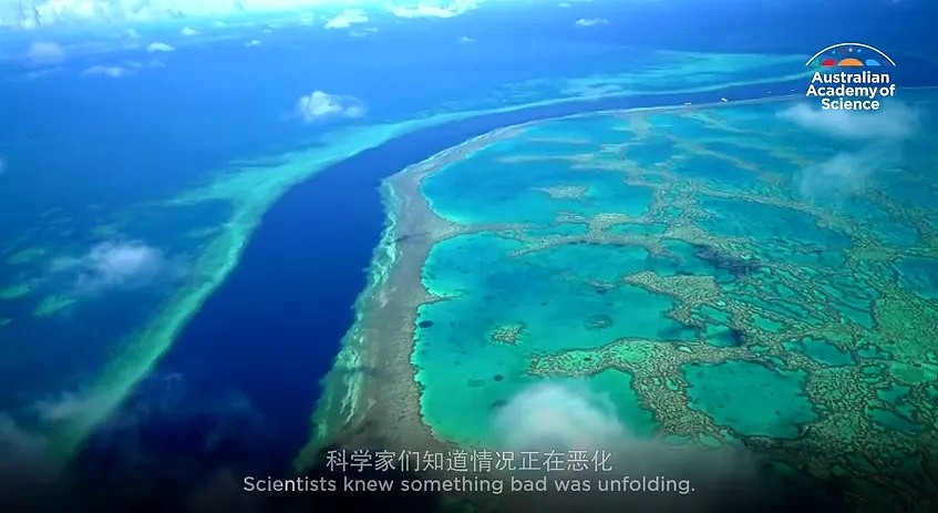 史无前例！澳洲珊瑚大面积白化，上万贻贝死在海滩，这场灾难，最终买单的是人类自己 - 6