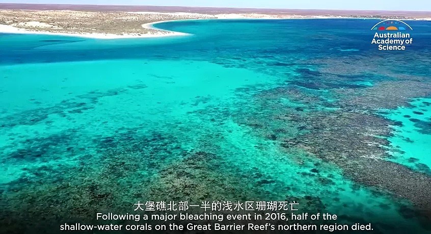 史无前例！澳洲珊瑚大面积白化，上万贻贝死在海滩，这场灾难，最终买单的是人类自己 - 7
