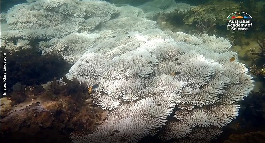 史无前例！澳洲珊瑚大面积白化，上万贻贝死在海滩，这场灾难，最终买单的是人类自己 - 9