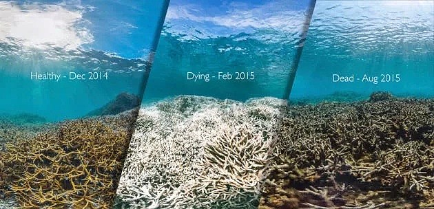 史无前例！澳洲珊瑚大面积白化，上万贻贝死在海滩，这场灾难，最终买单的是人类自己 - 10