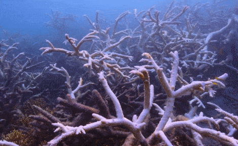 史无前例！澳洲珊瑚大面积白化，上万贻贝死在海滩，这场灾难，最终买单的是人类自己 - 11