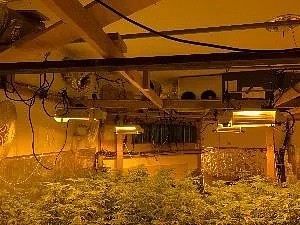 华裔夫妇非法种植大麻，偷取18万美金电气！丈夫藏在阁楼的一个狭小空间里，遭警方逮捕（组图） - 2
