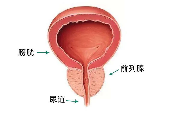 【两性】深藏不露却关乎「性福」，男性身上的它有多神奇？（组图） - 1