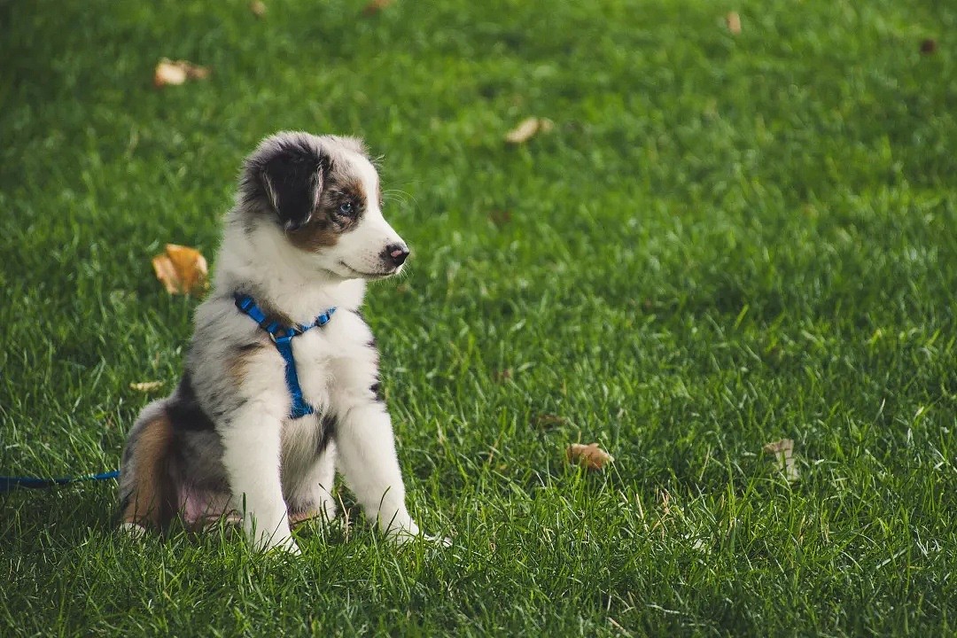 【宠物】悉尼亚裔小哥遛狗时，突然遭陌生人暴打！爱犬泰迪被踹飞.. - 5