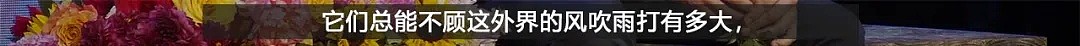 凌晨4点，全纽约的垃圾桶都开满了鲜花：这是我见过最浪漫的犯罪（组图） - 52