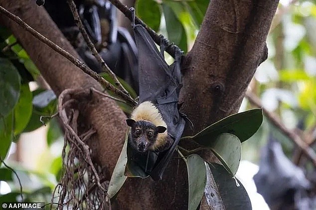 新冠之后又现“蝠灾”！澳洲发现蝙蝠传播的又一新型病毒，科学家紧急呼吁采取行动 - 3