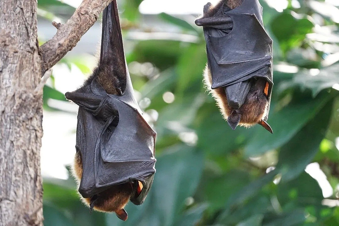 新冠之后又现“蝠灾”！澳洲发现蝙蝠传播的又一新型病毒，科学家紧急呼吁采取行动 - 8