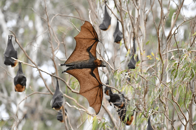 新冠之后又现“蝠灾”！澳洲发现蝙蝠传播的又一新型病毒，科学家紧急呼吁采取行动 - 16