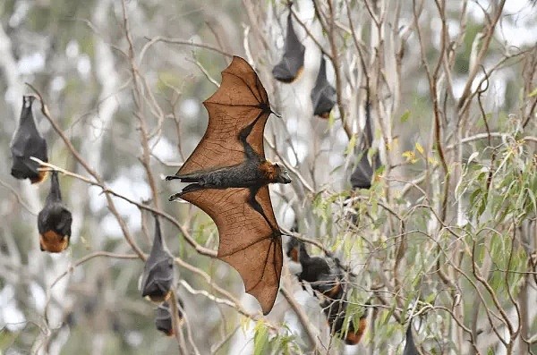 新冠之后又现“蝠灾”！澳洲发现蝙蝠传播的又一新型病毒，科学家紧急呼吁采取行动 - 25