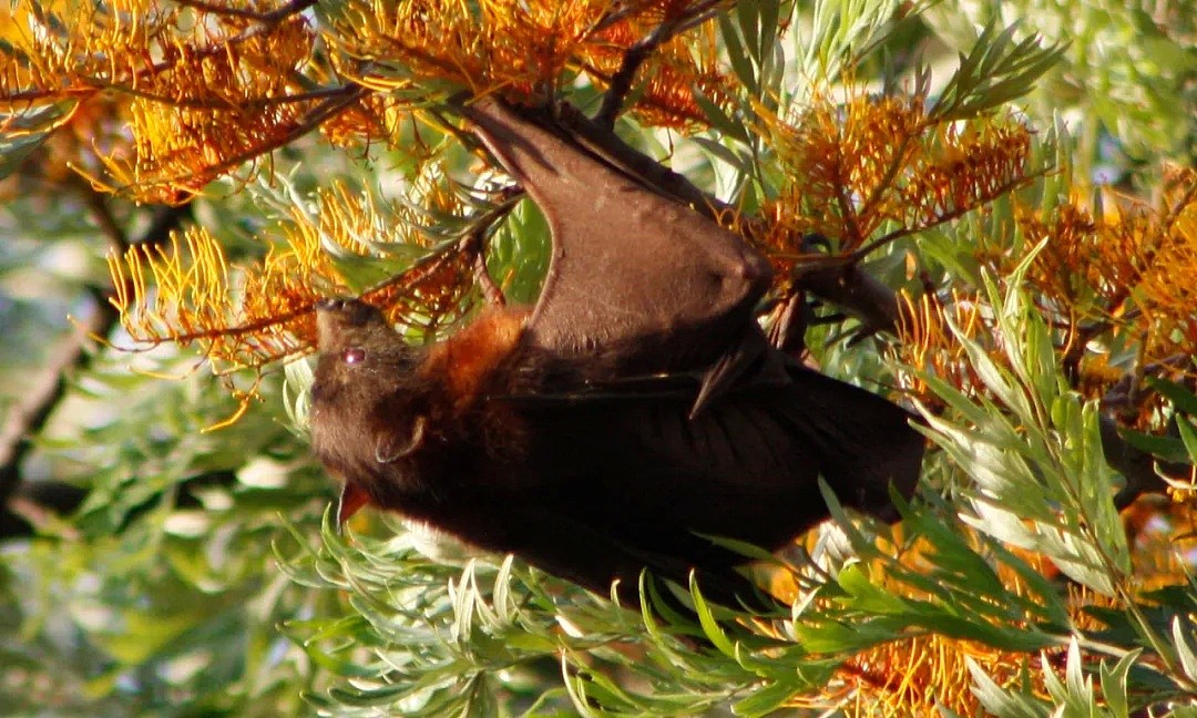 新冠之后又现“蝠灾”！澳洲发现蝙蝠传播的又一新型病毒，科学家紧急呼吁采取行动 - 28
