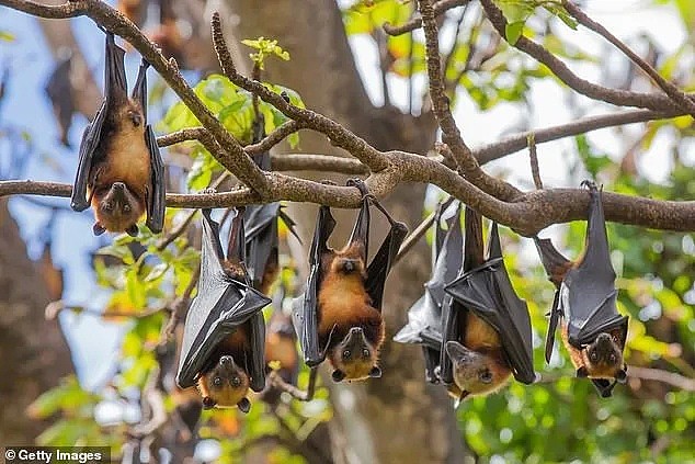 新冠之后又现“蝠灾”！澳洲发现蝙蝠传播的又一新型病毒，科学家紧急呼吁采取行动 - 29