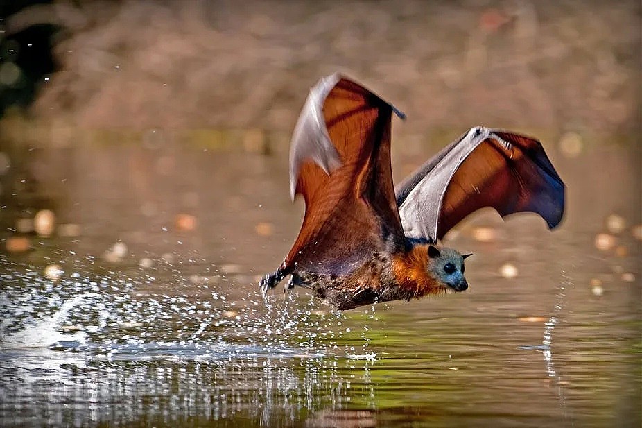 新冠之后又现“蝠灾”！澳洲发现蝙蝠传播的又一新型病毒，科学家紧急呼吁采取行动 - 30