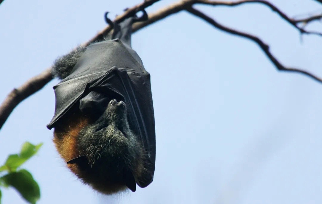 新冠之后又现“蝠灾”！澳洲发现蝙蝠传播的又一新型病毒，科学家紧急呼吁采取行动 - 31