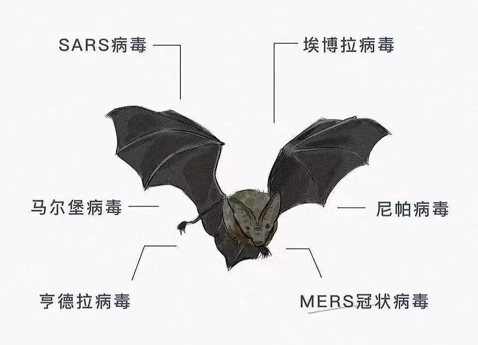 新冠之后又现“蝠灾”！澳洲发现蝙蝠传播的又一新型病毒，科学家紧急呼吁采取行动 - 32