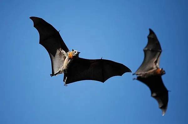 新冠之后又现“蝠灾”！澳洲发现蝙蝠传播的又一新型病毒，科学家紧急呼吁采取行动 - 35